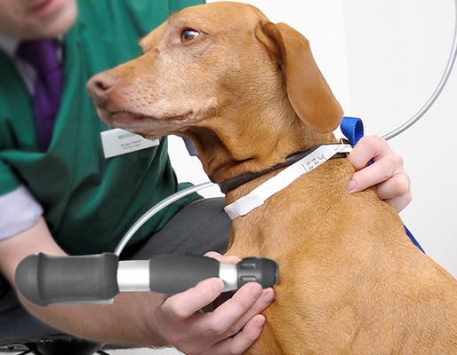 Tierärztliche Chiropraktik und Tierärztliche Maschine